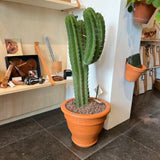 Cactus - polaskia Chichipe Vertakt - ca 65cm