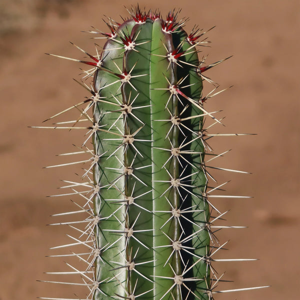 Cactus - polaskia Chichipe Vertakt - ca 65cm
