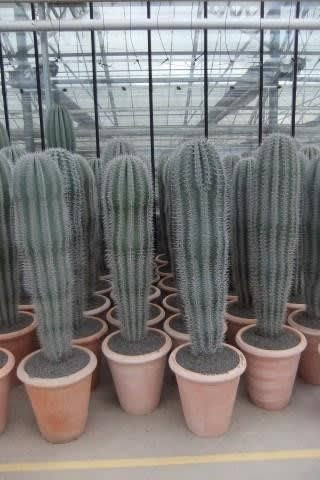 Cactus - Pachycereus Pringley