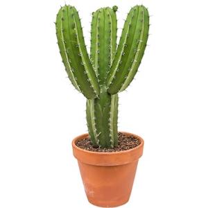 Cactus - polaskia Chichipe Vertakt - ca 65cm